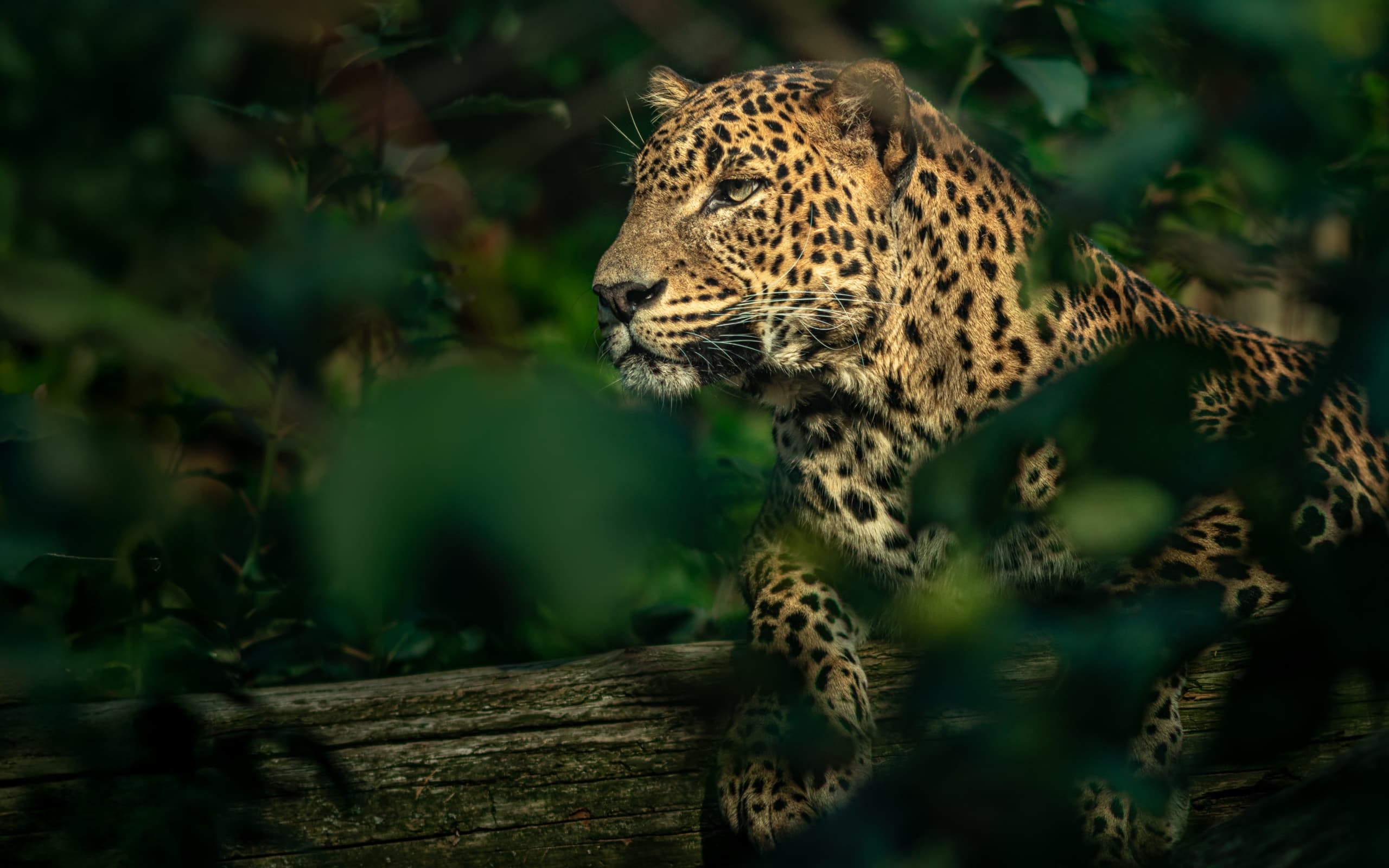 Safari adventure background — Sri Lanka tour packages by Ceylon Travelex