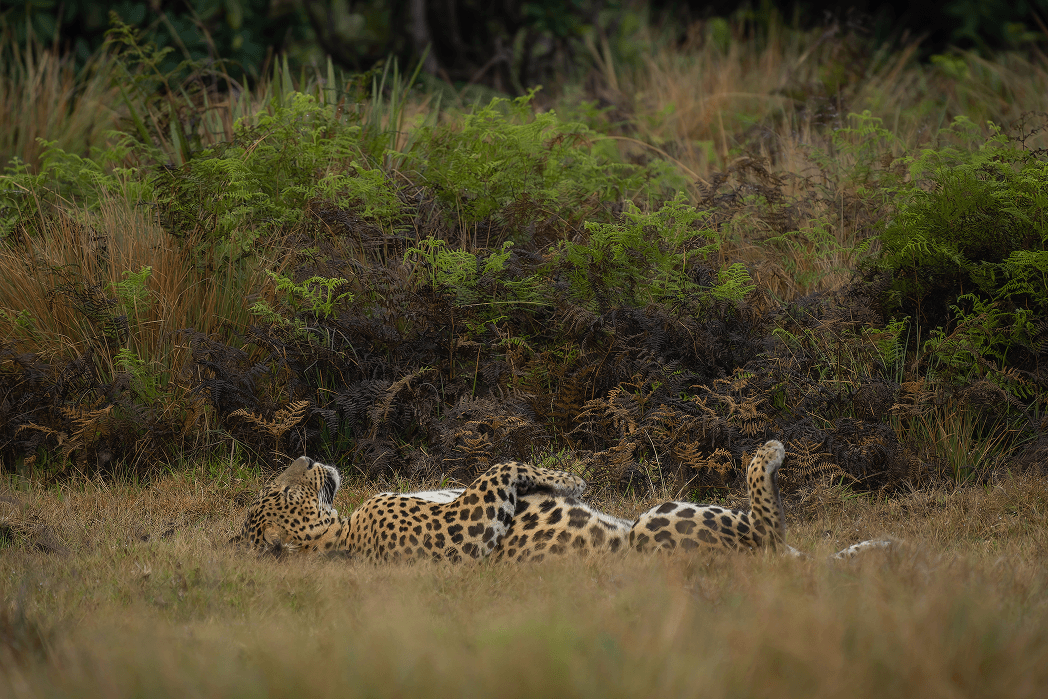 A tiger lying on the ground caught on camera while Sri Lanka safari